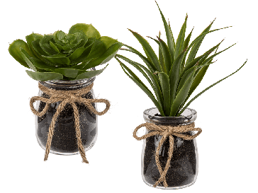 Decoration succulents in glass pot