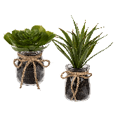 Decoration succulents in glass pot