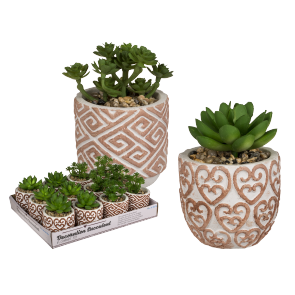 Decoration succulents in ceramic pot